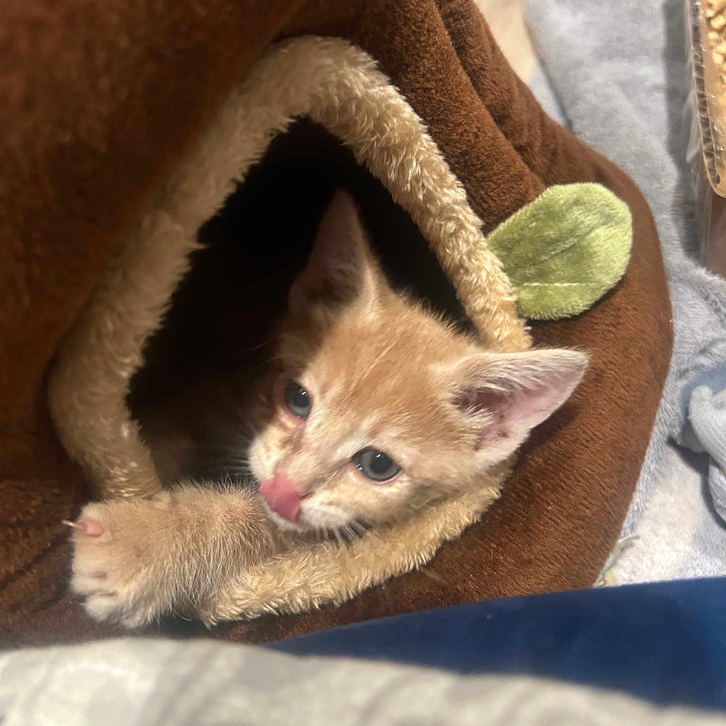 Chester joined the competition — help win amazing prizes! kitten, cat, orange_cat, pet, indoor, cozy, plush, toy, animal, paw, cute, feline, young, sleeping_area, soft, leaf, brown, closeup, curious, resting