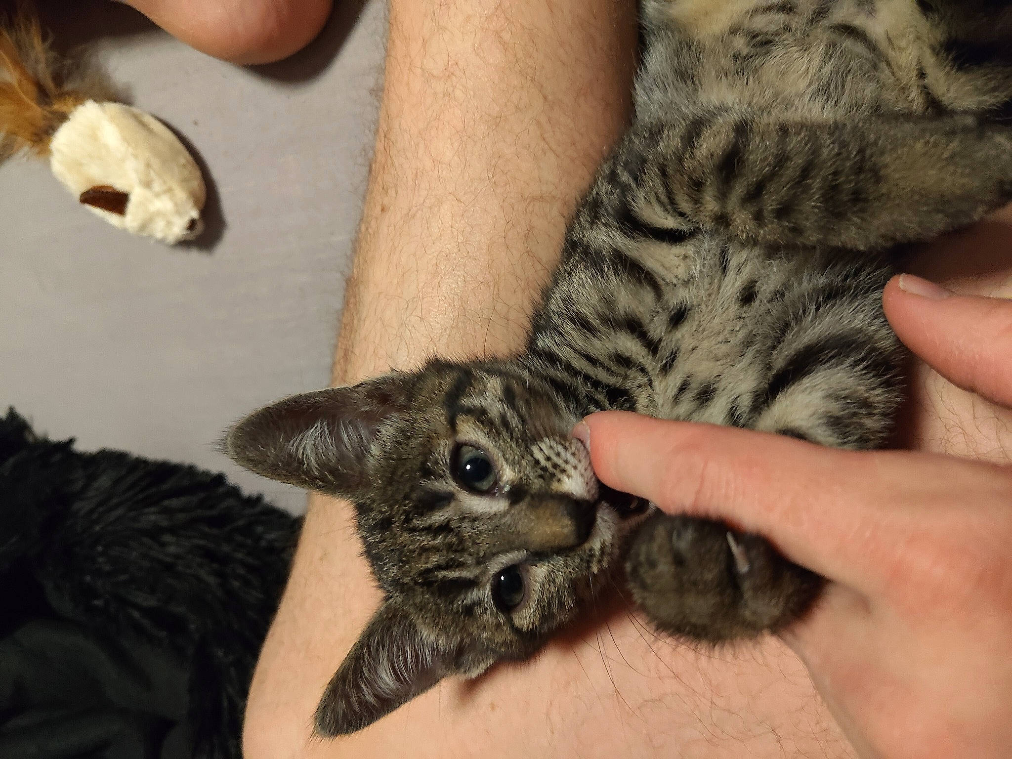 Artemis participe au concours pour gagner de l'argent avec cette photo : carnivore, cat, claw, domestic_short_haired_cat, felidae, finger, fur, gesture, hand, mammal, military_camouflage, nail, paw, small_to_medium_sized_cats, snout, tail, vertebrate, whiskers