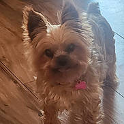 Nia is registered to the contest to win money with this photo: dog, small_dog, fluffy, pet, indoor, wooden_floor, collar, pink_tag, curious, standing, animal, canine, fur, ears, tail, companion, cute, domestic, friendly, mammal
