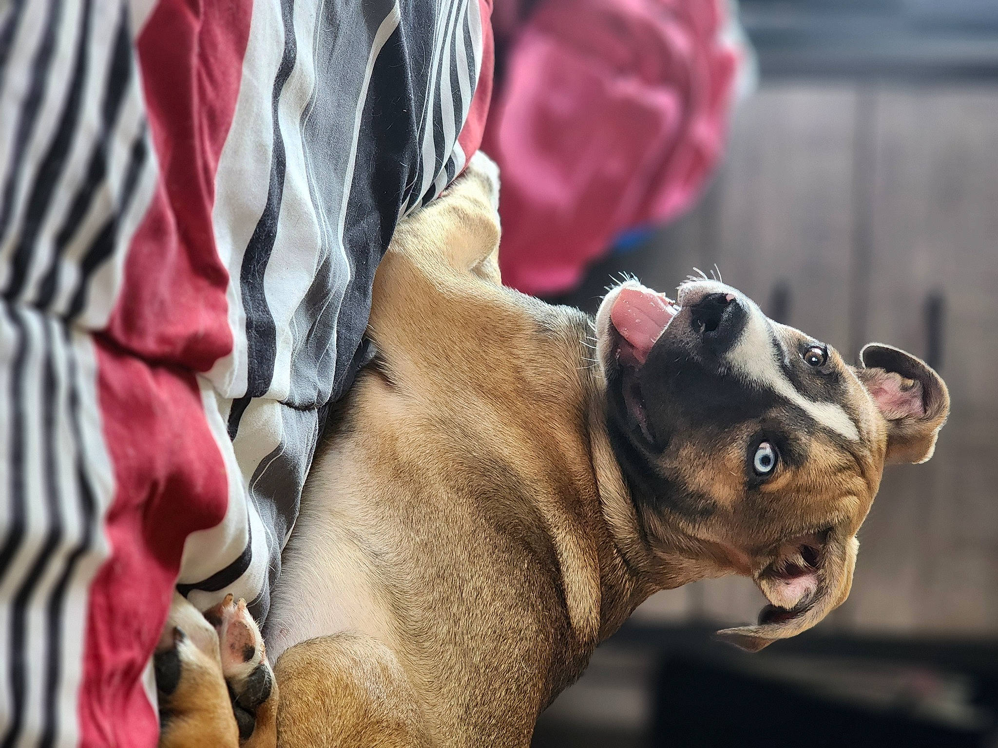 Loki is registered to the contest to win money with this photo: canidae, carnivore, collar, companion_dog, dog, dog_breed, dog_collar, dog_supply, eyewear, fashion_accessory, fawn, leash, pet_supply, snout, sporting_group, terrestrial_animal, toy_dog, whiskers, working_animal, wrinkle