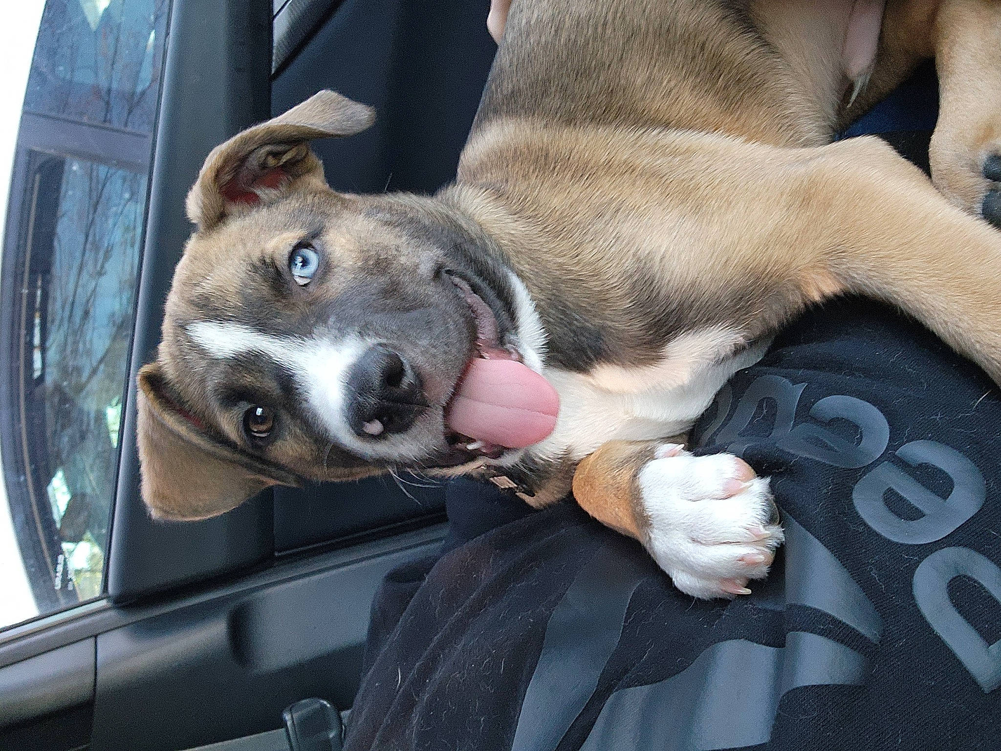 Loki joined the competition — help win amazing prizes! auto_part, automotive_exterior, canidae, carnivore, collar, comfort, companion_dog, dog, dog_breed, family_car, fawn, fur, hand, snout, sporting_group, vehicle, vehicle_door, whiskers, windshield, working_animal