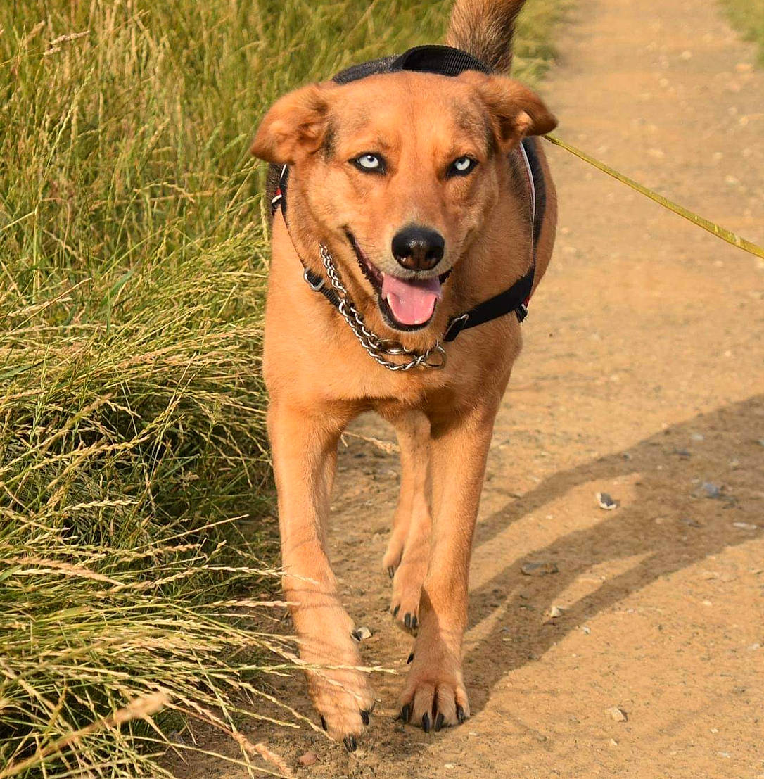 Pearly a rejoint le concours — aidez-le/la à gagner de superbes lots ! canidae, carnivore, collar, companion_dog, dog, dog_breed, dog_collar, dog_supply, fawn, hunting_dog, liver, paw, pet_supply, plant, soil, sporting_group, tail, terrestrial_animal, working_animal, working_dog