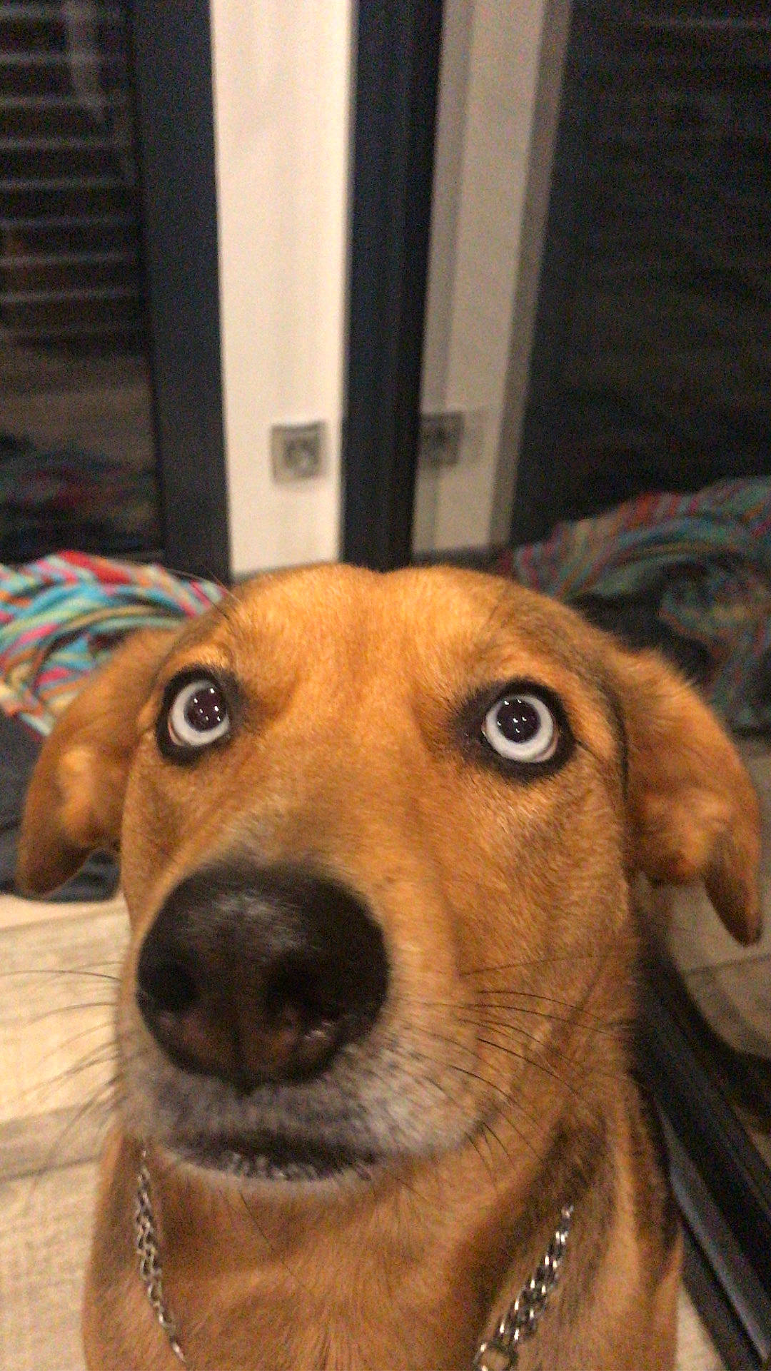 Pearly participe au concours pour gagner de l'argent avec cette photo : canidae, carnivore, collar, companion_dog, dog, dog_breed, ear, eye, fawn, flooring, fur, head, jaw, liver, snout, sporting_group, whiskers, working_animal, working_dog