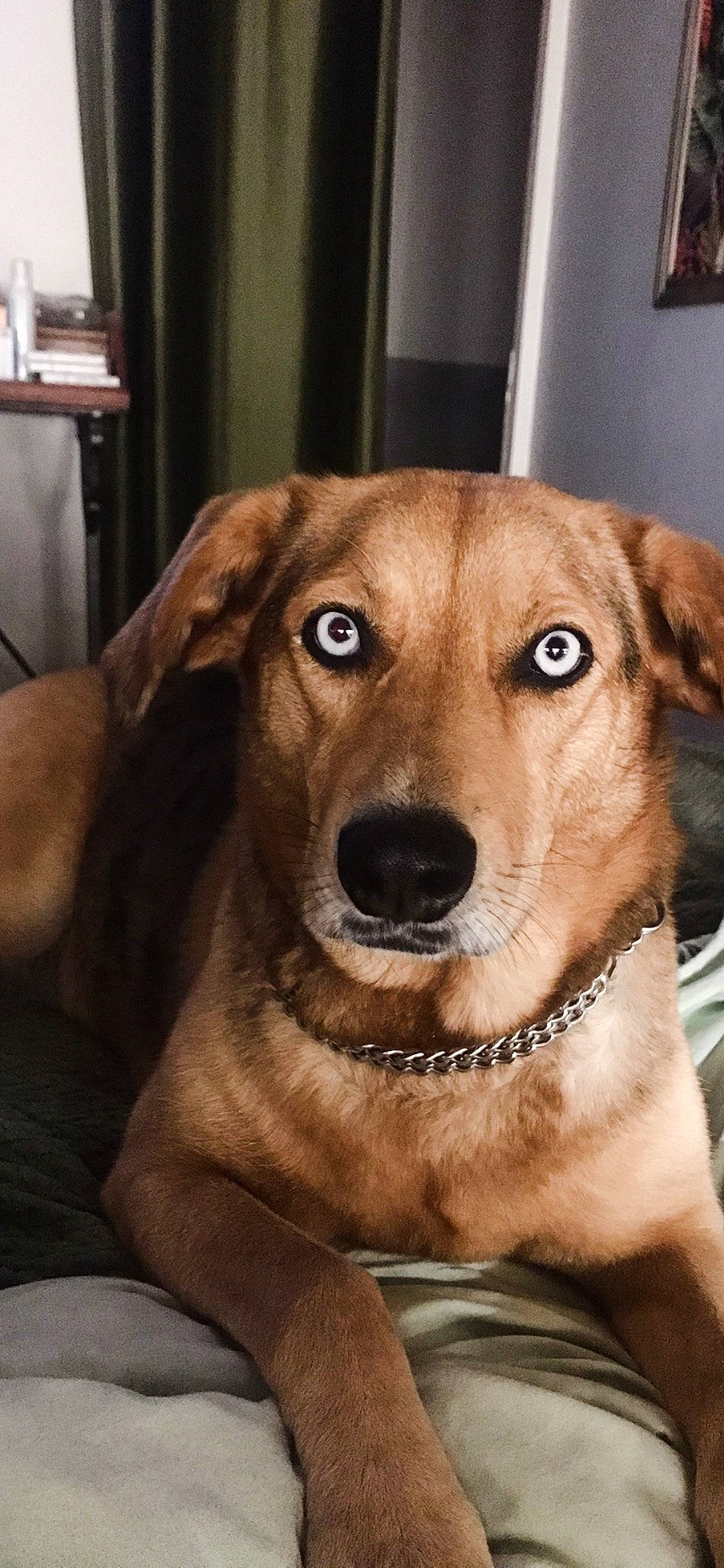 Pearly a rejoint le concours — aidez-le/la à gagner de superbes lots ! canidae, carnivore, collar, companion_dog, dog, dog_breed, dog_collar, dog_supply, fawn, flooring, fur, liver, metal, pet_supply, puppy, sporting_group, whiskers, wood, working_animal, working_dog