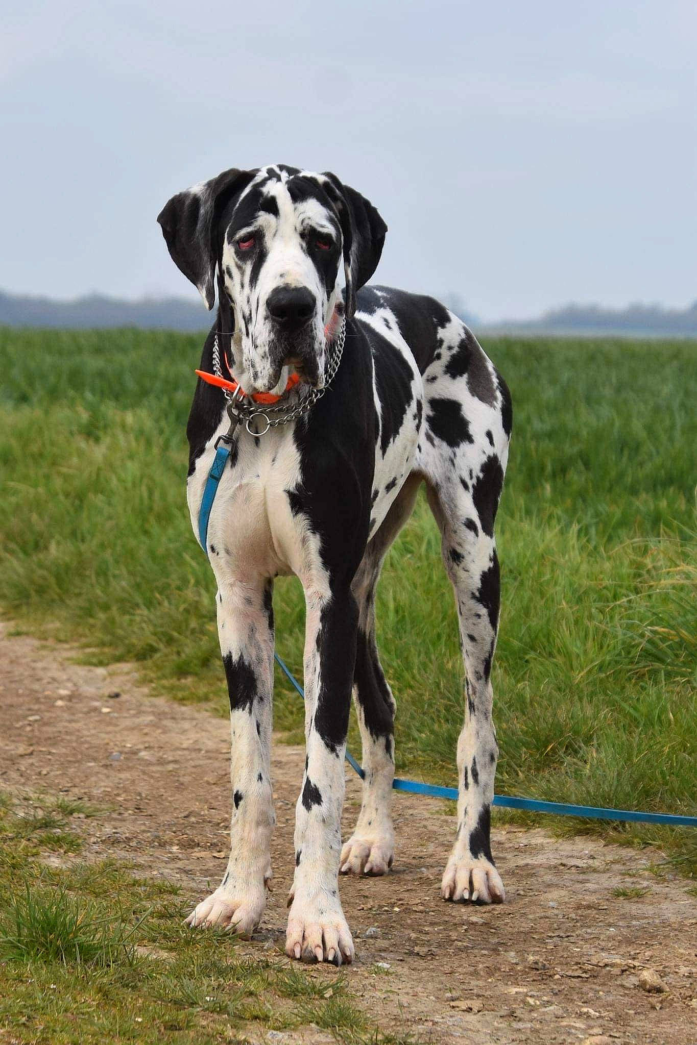 Héra a rejoint le concours — aidez-le/la à gagner de superbes lots ! canidae, carnivore, cloud, collar, companion_dog, dalmatian, dog, dog_breed, dog_collar, dog_supply, fawn, grass, grassland, hunting_dog, non_sporting_group, sky, snout, sporting_group, working_animal, working_dog