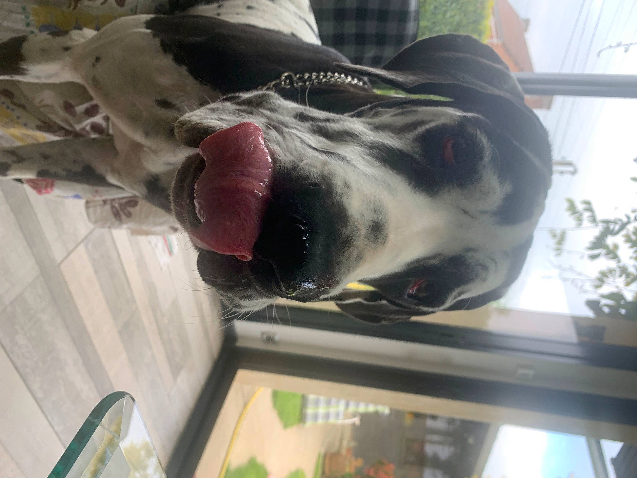 Héra a rejoint le concours — aidez-le/la à gagner de superbes lots ! art, auto_part, canidae, carnivore, companion_dog, dog, dog_breed, fang, felidae, flesh, fur, glass, jaw, machine, sculpture, snout, sporting_group, whiskers, window, working_animal