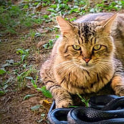 Digger is registered to the contest to win money with this photo: cat, tabby_cat, snake, black_snake, animal, nature, outdoor, grass, leaves, earth, wildlife, curious, intense, coiled, reptile, feline, closeup, ground, predator, alert