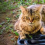 cat, tabby_cat, snake, black_snake, animal, nature, outdoor, grass, leaves, earth, wildlife, curious, intense, coiled, reptile, feline, closeup, ground, predator, alert