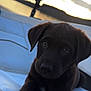 Maverick is registered to the contest to win money with this photo: puppy, dog, chocolate_labrador, pet, animal, cute, outdoor, sunset, water, lake, white_cushion, fur, portrait, young, mammal, nature, relaxing, expression, closeup, adorable