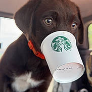 Maverick is registered to the contest to win money with this photo: puppy, dog, chocolate_lab, starbucks_cup, collar, car_interior, pet, animal, cute, young_dog, brown_fur, white_chest, playful, close_up, indoor, seat, window, focus, canine, pet_accessory