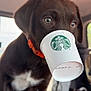 puppy, dog, chocolate_lab, starbucks_cup, collar, car_interior, pet, animal, cute, young_dog, brown_fur, white_chest, playful, close_up, indoor, seat, window, focus, canine, pet_accessory