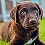 Maverick is registered to the contest to win money with this photo: puppy, dog, brown, grass, close_up, outdoor, young, animal, pet, cute, eyes, fur, lying_down, nature, adorable, mammal, portrait, canine, soft_focus, background_blur
