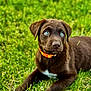 puppy, dog, brown_dog, blue_eyes, grass, outdoor, collar, young_dog, pet, animal, cute, lying_down, nature, summer, playful, canine, fur, background_blur, greenery, adorable