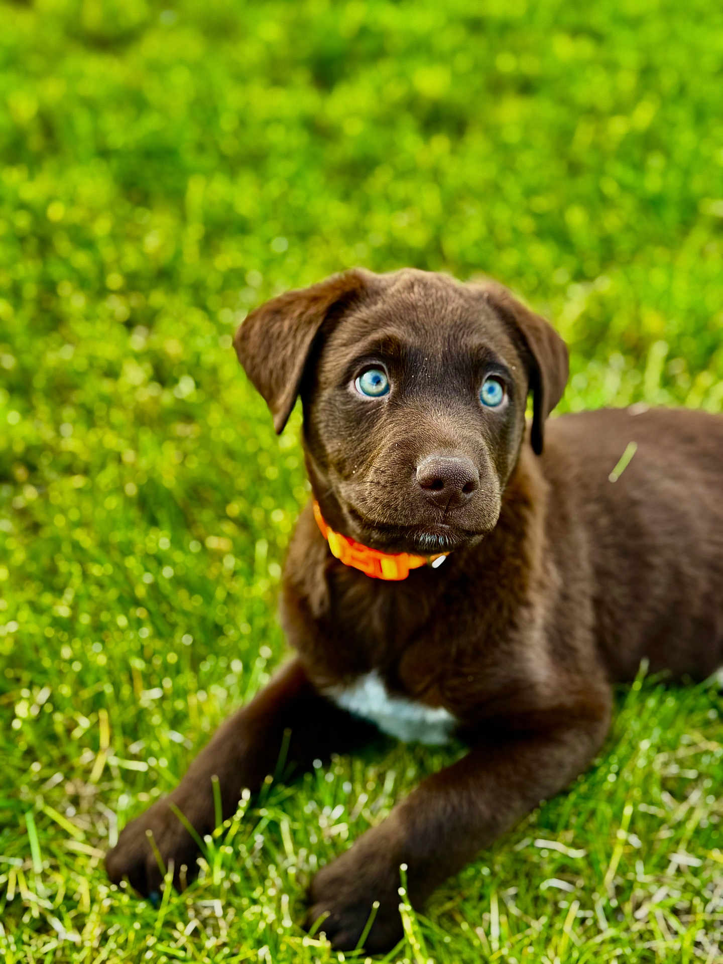 Maverick joined the competition — help win amazing prizes! puppy, dog, brown_dog, blue_eyes, grass, outdoor, collar, young_dog, pet, animal, cute, lying_down, nature, summer, playful, canine, fur, background_blur, greenery, adorable