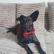 Athéna a rejoint le concours — aidez-le/la à gagner de superbes lots ! dog, black_dog, bow_tie, pet, lounge, couch, plush_couch, indoor, relaxed, ear_up, furniture, domestic_animal, animal, portrait, cute, companion, alert, home, canine, sitting