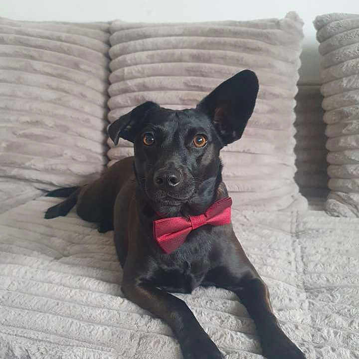 Athéna a rejoint le concours — aidez-le/la à gagner de superbes lots ! alert, animal, black_dog, bow_tie, canine, companion, couch, cute, dog, domestic_animal, ear_up, furniture, home, indoor, lounge, pet, plush_couch, portrait, relaxed, sitting