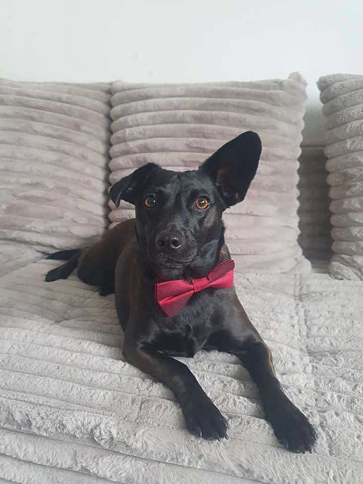 Athéna a rejoint le concours — aidez-le/la à gagner de superbes lots ! dog, black_dog, bow_tie, pet, lounge, couch, plush_couch, indoor, relaxed, ear_up, furniture, domestic_animal, animal, portrait, cute, companion, alert, home, canine, sitting