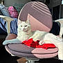 cat, white_cat, chair, office_chair, red_cloth, sunlight, indoor, pet, feline, relaxed, cozy, cushion, paw, living_room, furniture, domestic_animal, resting, home, pink, shadow