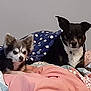 animal, bed, blanket, comfort, companions, cozy, cute, dog, domestic, fur, fur_pattern, indoor, lying_down, pet, polka_dot, relaxed, resting, snuggle, two_dogs, warm