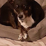 Lilliey is registered to the contest to win money with this photo: dog, pet, bed, paws, crossed_paws, cozy, indoor, animal, fur, resting, brown, white, ears, cute, canine, comfort, blanket, cushion, sleepy, relaxed