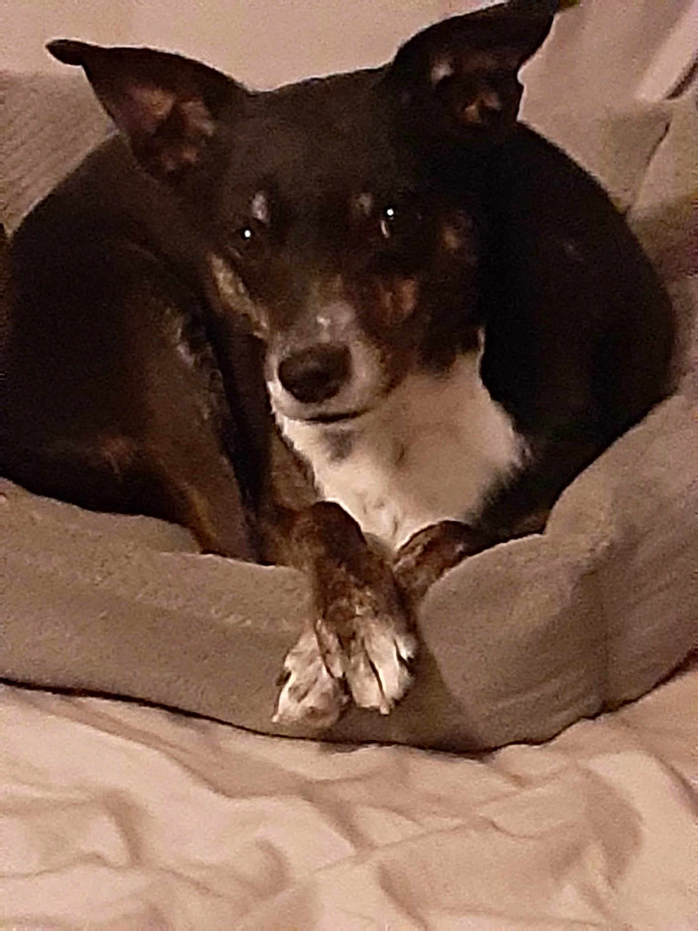 Lilliey is registered to the contest to win money with this photo: dog, pet, bed, paws, crossed_paws, cozy, indoor, animal, fur, resting, brown, white, ears, cute, canine, comfort, blanket, cushion, sleepy, relaxed