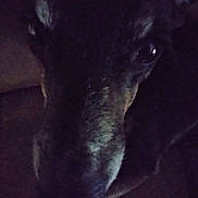 Lilliey joined the competition — help win amazing prizes! animal, blur, canine, close_up, dark, dog, expression, eye, face, fur, indoor, low_light, muzzle, nose, pet, portrait, shadow, snout, texture, whiskers