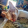 cat, sleeping, tongue_out, close_up, quilt, indoor, cozy, relaxed, pet, feline, whiskers, ears, home, furniture, plants, window, stuffed_animals, cushion, soft_light, nap