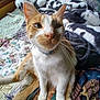 cat, orange_cat, white_cat, pet, indoor, blanket, fleece_blanket, quilt, bed, curious, sitting, whiskers, collar, fur, animal, closeup, cozy, comfort, resting, domestic_cat