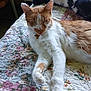 cat, orange_cat, white_cat, sleepy, quilt, floral_pattern, blanket, bed, indoor, pet, feline, relaxed, paw, fur, resting, close_up, animal, domestic_cat, cute, cozy