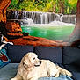 Paillette participe au concours pour gagner de l'argent avec cette photo : dog, golden_retriever, couch, blanket, indoor, waterfall, mural, greenery, rocks, relaxing, pet, fur, domestic_animal, resting, home_decor, nature_scene, blue, white, leisure, canine