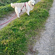 Paillette a rejoint le concours — aidez-le/la à gagner de superbes lots ! dog, white_dog, leash, harness, grass, flower, path, outdoor, nature, walking, pet, canine, happy, daylight, field, greenery, summer, smiling, animal, landscape