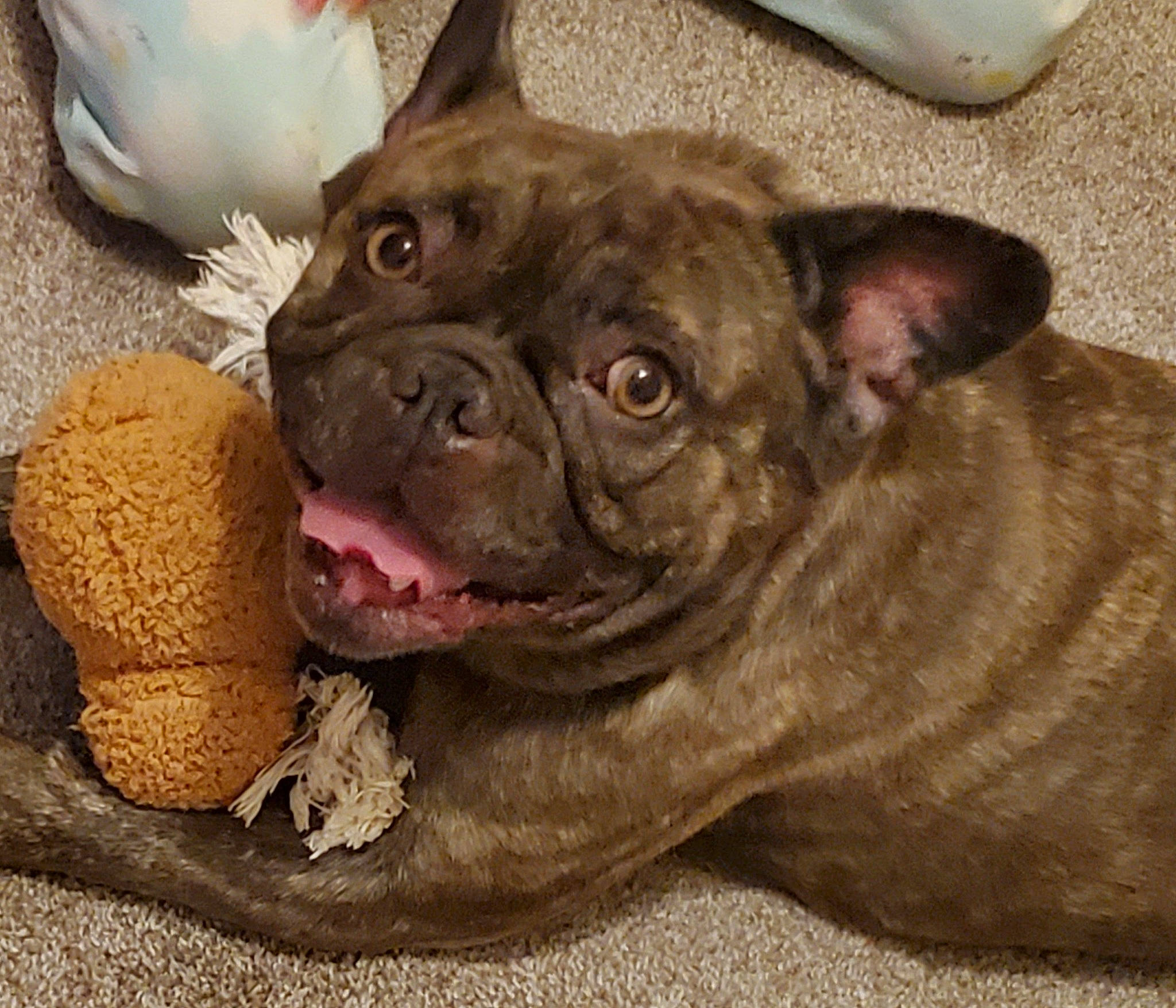 Harley joined the competition — help win amazing prizes! bulldog, canidae, carnivore, comfort, companion_dog, dog, dog_breed, ear, fawn, french_bulldog, liver, non_sporting_group, old_english_bulldog, snout, sporting_group, terrestrial_animal, toy_dog, whiskers, working_animal, wrinkle