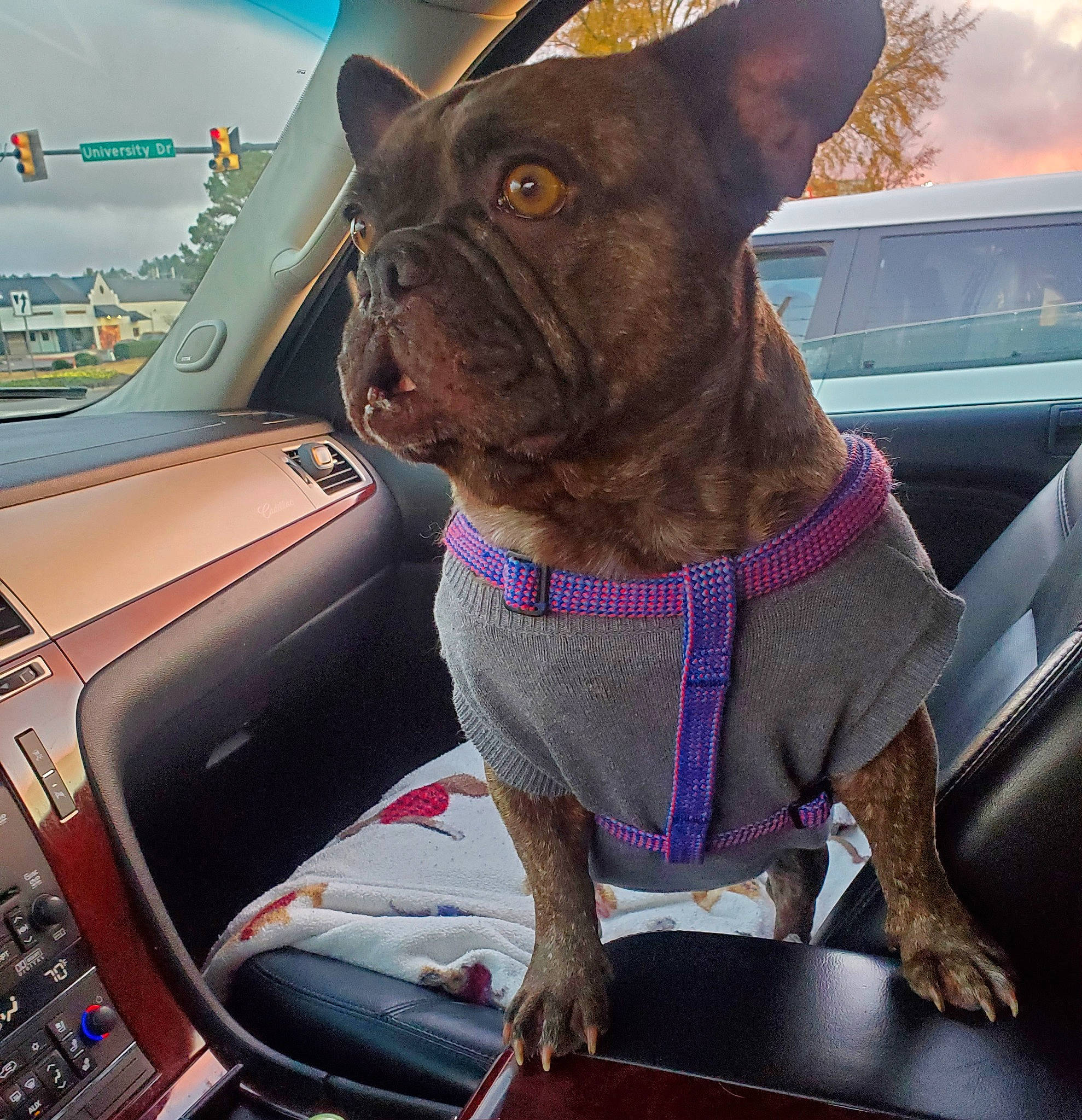 Harley joined the competition — help win amazing prizes! automotive_lighting, bulldog, canidae, car, carnivore, collar, companion_dog, dog, dog_breed, dog_collar, fawn, leash, liver, motor_vehicle, pet_supply, snout, sporting_group, toy_dog, vehicle_door, working_animal