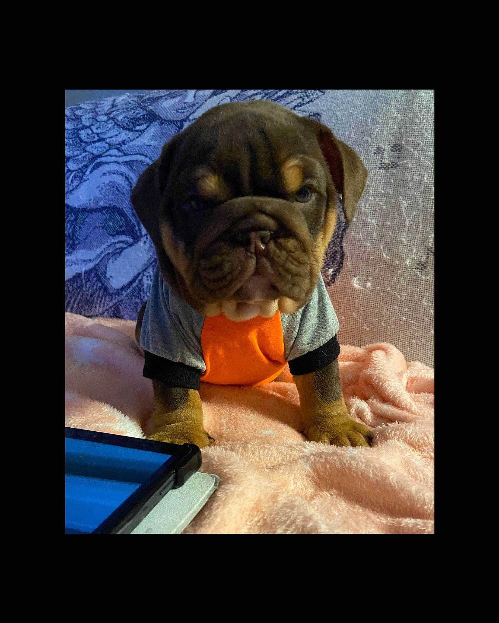 Kahlua is registered to the contest to win money with this photo: art, canidae, carnivore, chair, companion_dog, dog, dog_breed, dog_supply, fawn, font, liver, photo_caption, rectangle, snout, sporting_group, toy_dog, visual_arts, window, working_animal, wrinkle