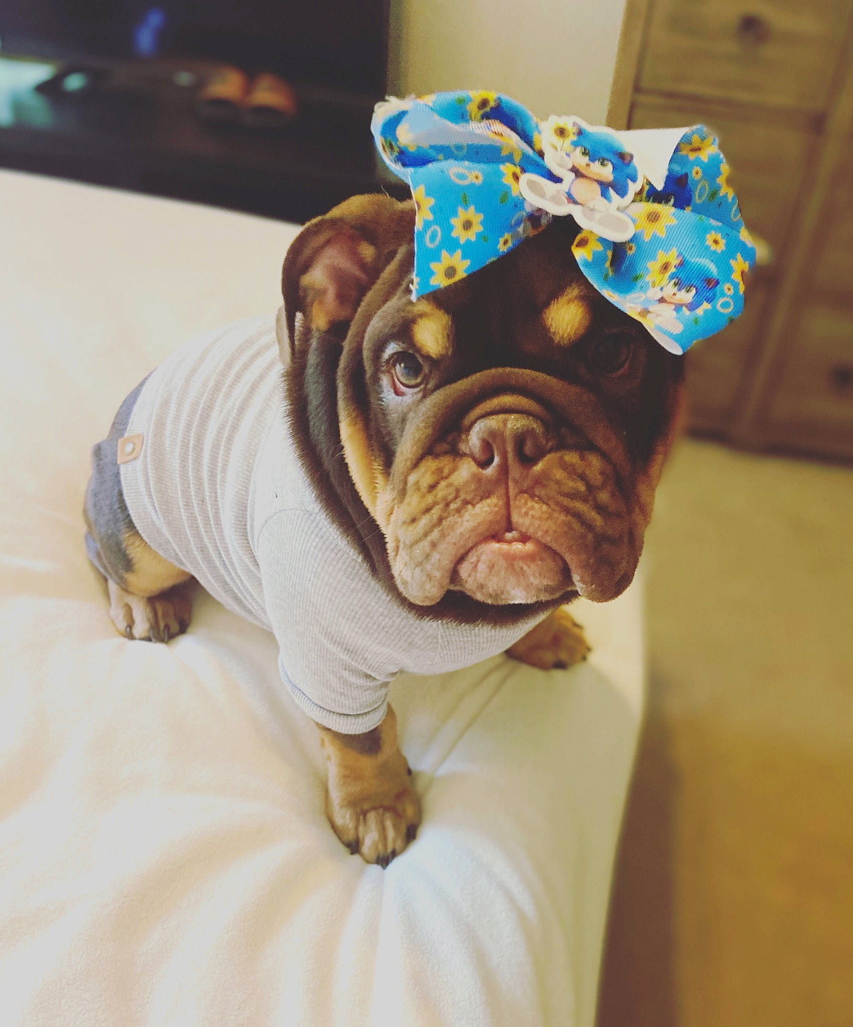 Kahlua is registered to the contest to win money with this photo: art, bulldog, carnivore, comfort, companion_dog, costume_hat, dessert, dog, dog_breed, dog_clothes, fawn, linens, liver, party_hat, personal_protective_equipment, sculpture, snout, toy_dog, working_animal, wrinkle