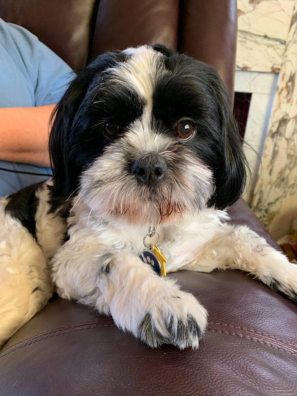 Cooper joined the competition — help win amazing prizes! canidae, carnivore, comfort, companion_dog, dog, dog_breed, dog_supply, fur, liver, mal_shi, maltepoo, non_sporting_group, puppy, shih_poo, shih_tzu, snout, sporting_group, terrier, toy_dog, working_animal