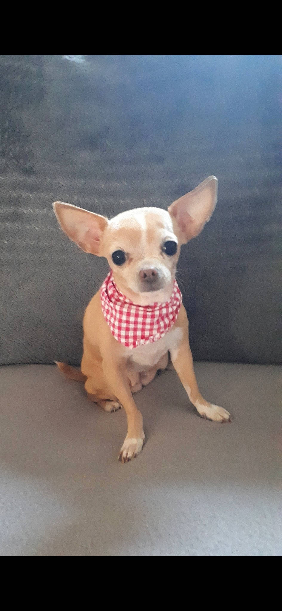 Izzie participe au concours pour gagner de l'argent avec cette photo : ancient_dog_breeds, canidae, carnivore, chihuahua, companion_dog, dog, dog_breed, dog_clothes, ear, fawn, mammal, miniature_fox_terrier, puppy, rare_breed_dog, snout, tail, toy_dog, vertebrate, whiskers