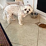 Shooski is registered to the contest to win money with this photo: animal, cabinet, dog, dog_food, eyes, face, fluffy, food_bowl, indoors, kitchen, mirror, pet, pet_bed, portrait, rug, small_dog, standing, tile_floor, water_bowl, white_fur