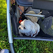 Shooski is registered to the contest to win money with this photo: adult_hand, clover, collar, companion_animal, cute, daisy, dog, fluffy, grass, harness, lawn, leash, outdoor, pet_stroller, seated, small_dog, stroller, sunlight, white_fur, wristwatch