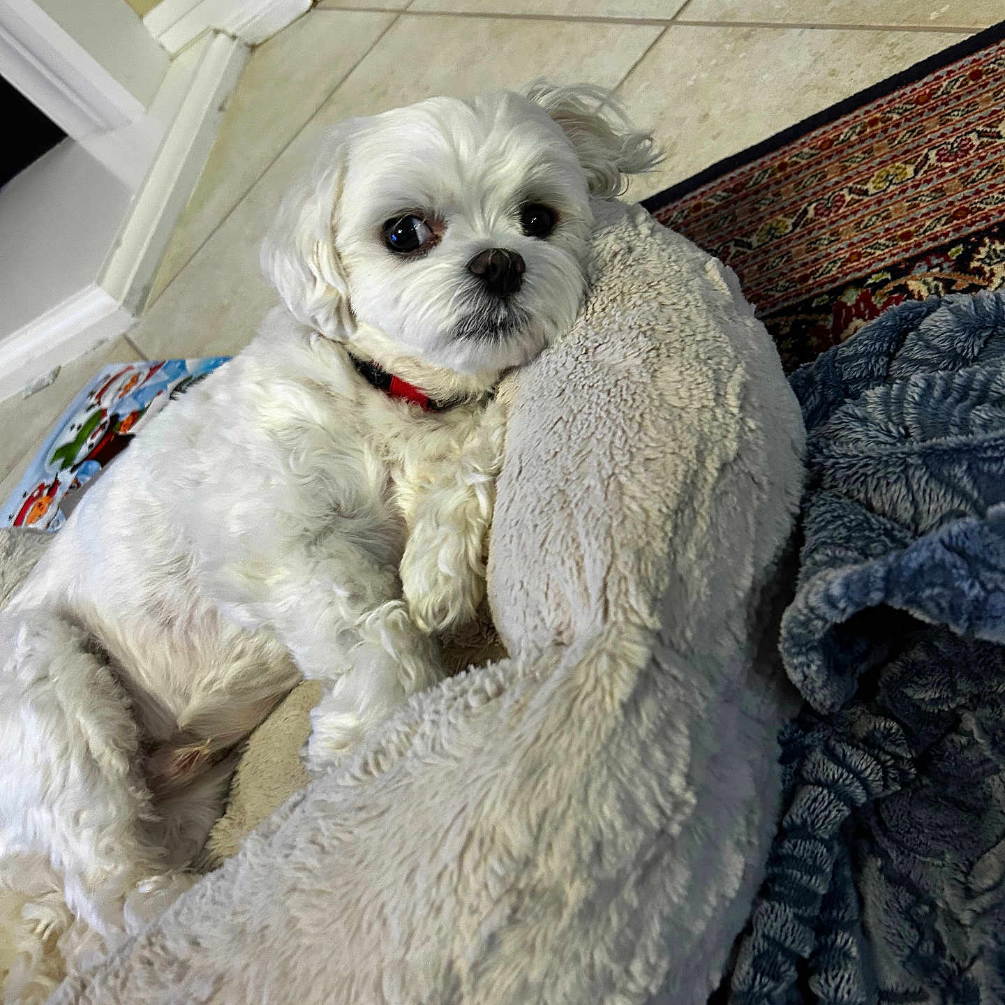 Shooski is registered to the contest to win money with this photo: black_nose, blanket, companion_animal, cozy, cute, dog, fluffy, home, indoors, long_hair, lying_down, pet, plush_bed, portrait, red_collar, resting, rug, small_dog, tile_floor, white_dog