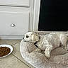 Shooski is registered to the contest to win money with this photo: animal, collar, dog, dog_bed, drawer, food_bowl, home, indoor, kibble, long_hair, lying_down, pet, plush_bed, relaxed, resting, sleeping, small_dog, tile_floor, white_fur, window