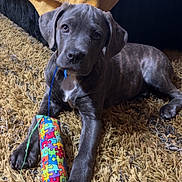 Luna joined the competition — help win amazing prizes! puppy, dog, brindle, carpet, toy, colorful, indoor, pet, cute, laying_down, playful, young_dog, animal, fur, blanket, home, floor, domestic_animal, looking_at_camera, canine