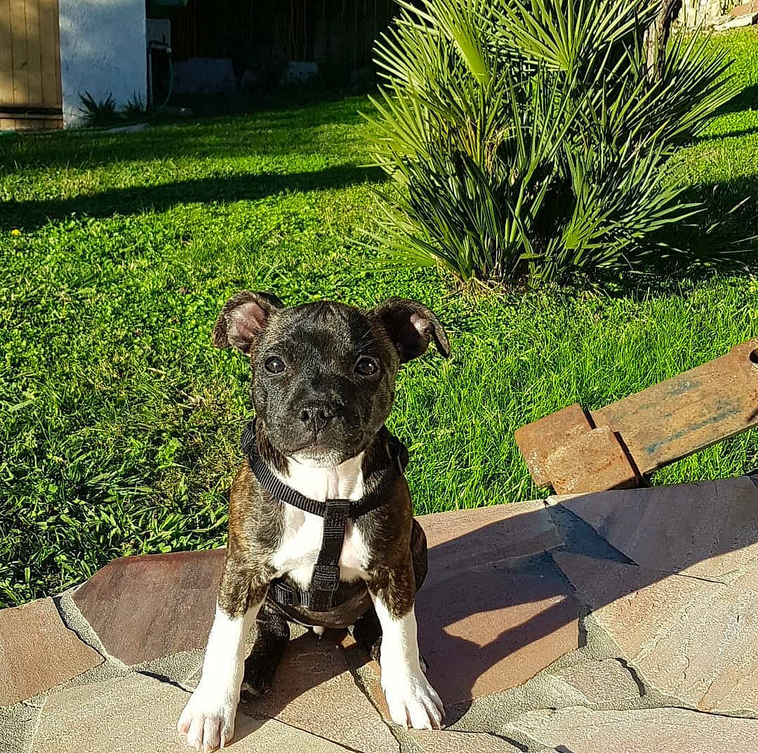 Oleya participe au concours pour gagner de l'argent avec cette photo : canidae, carnivore, companion_dog, dog, dog_breed, dog_collar, fawn, garden, grass, groundcover, landscape, pet_supply, plant, snout, sporting_group, tail, toy_dog, tree, working_animal, working_dog