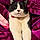 Sylvester