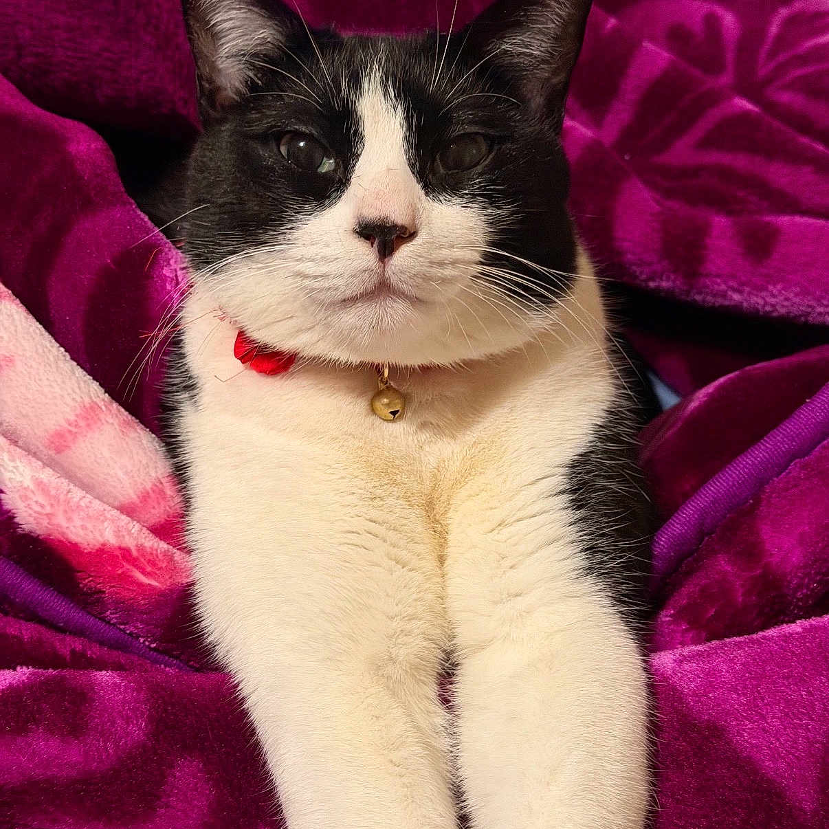 Sylvester