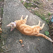 Tot is registered to the contest to win money with this photo: abyssinian, accessories, animal, cat, flagstone, kitten, leash, manx, path, person, pet, plant, plywood, road, rock, slate, soil, strap, walkway, wood