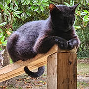 Spook is registered to the contest to win money with this photo: animal, black_cat, cat, daylight, feline, forest, greenery, leaf, mammal, nature, outdoor, pet, plant, relaxing, resting, sleeping, sunlight, tree, wildlife, wood