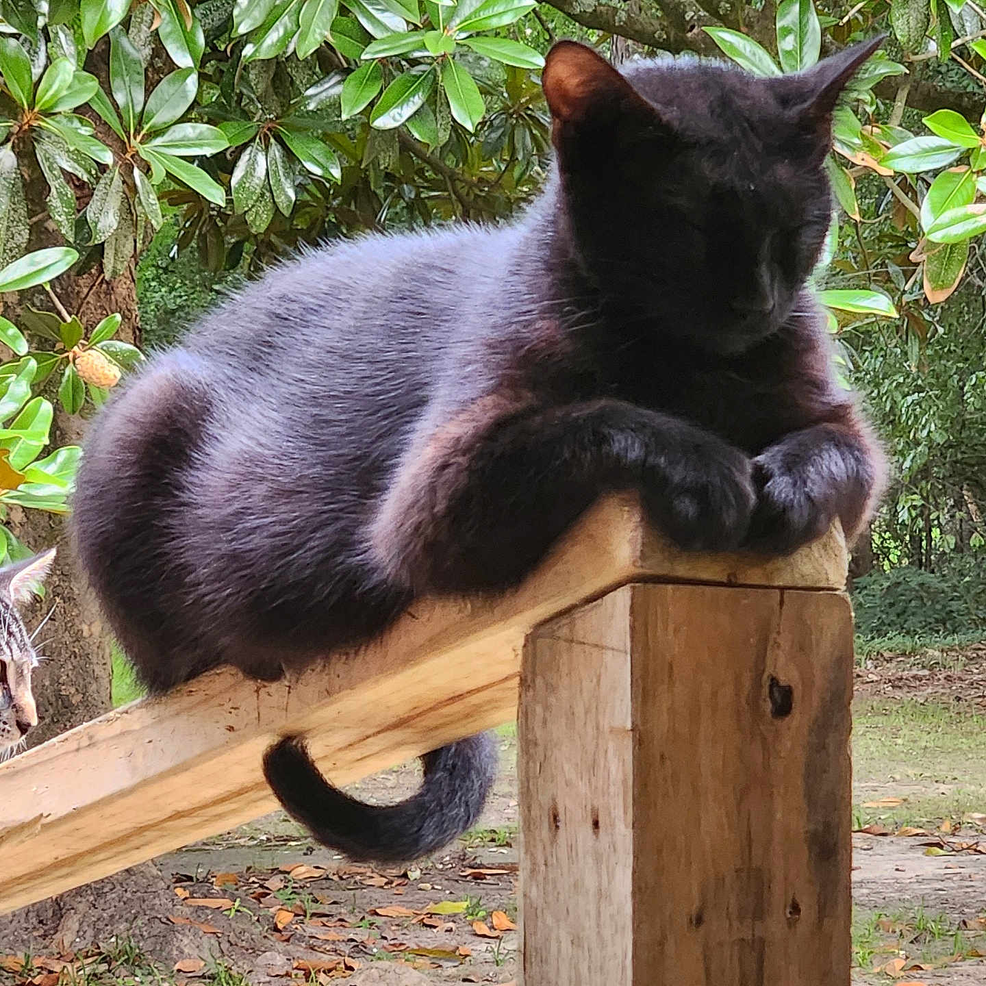 Spook