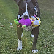 Horus a rejoint le concours — aidez-le/la à gagner de superbes lots ! animal, background_blur, black_and_white, chain, collar, dog, ears, front_view, grass, greenery, muzzle, nature, outdoor, paws, pet, playful, plush_toy, standing, toy, walking