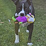 animal, background_blur, black_and_white, chain, collar, dog, ears, front_view, grass, greenery, muzzle, nature, outdoor, paws, pet, playful, plush_toy, standing, toy, walking